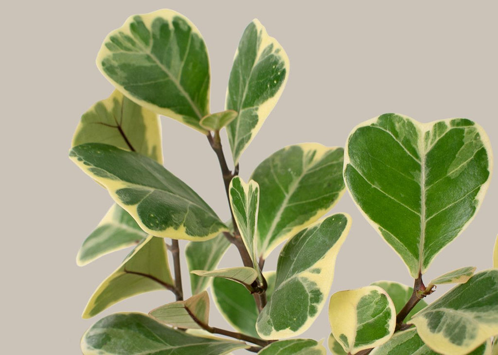 Ficus Triangularis Variegated