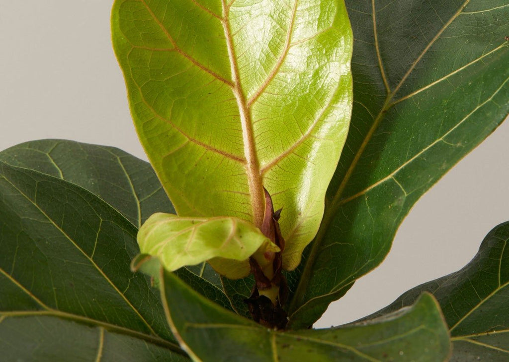 Fiddle-Leaf Fig Tree