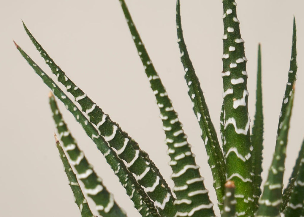 Haworthia