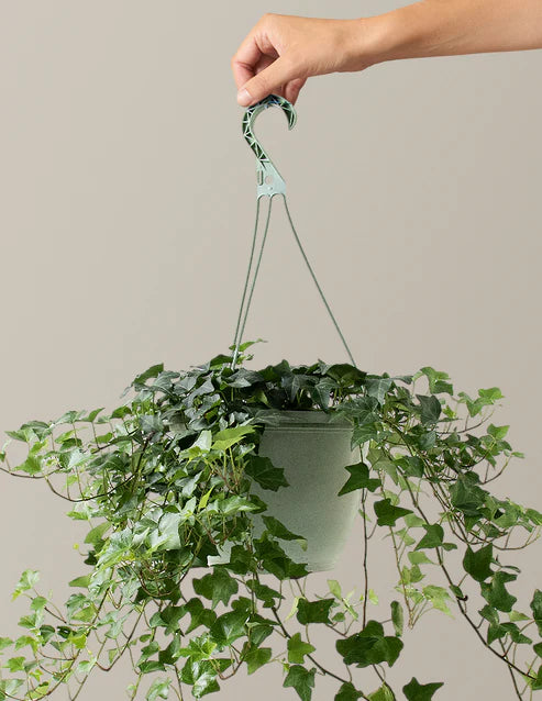English Ivy