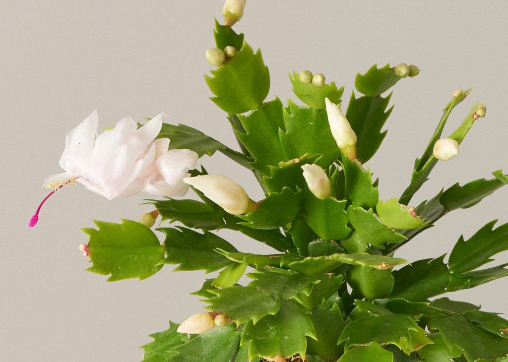 Holiday Cactus