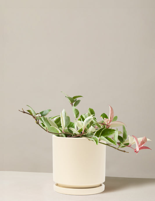 Hoya Carnosa ‘Tricolor’