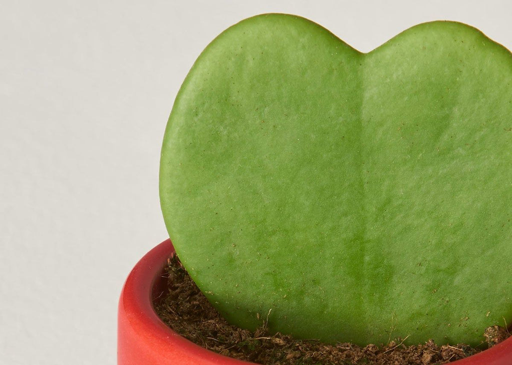 Hoya Heart