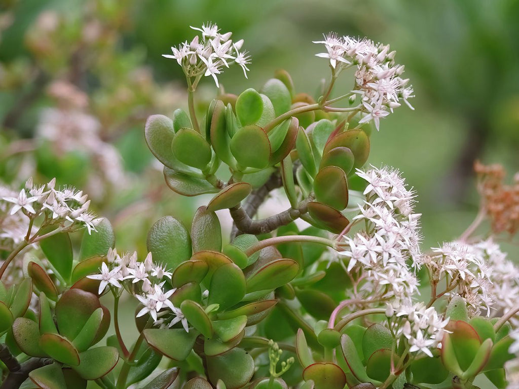 Jade Plant
