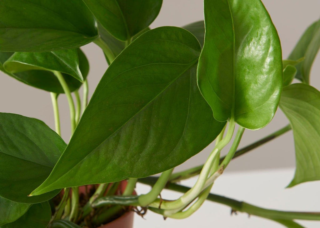 Jade Pothos