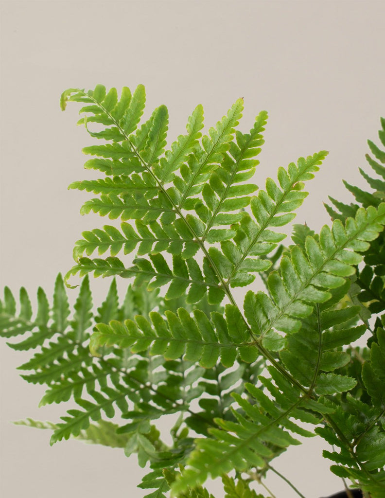 Japanese Shield Fern