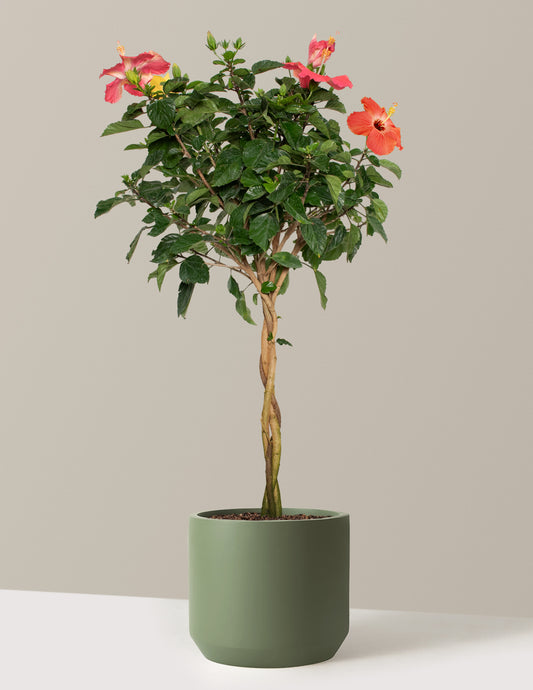 Large Braided Hibiscus