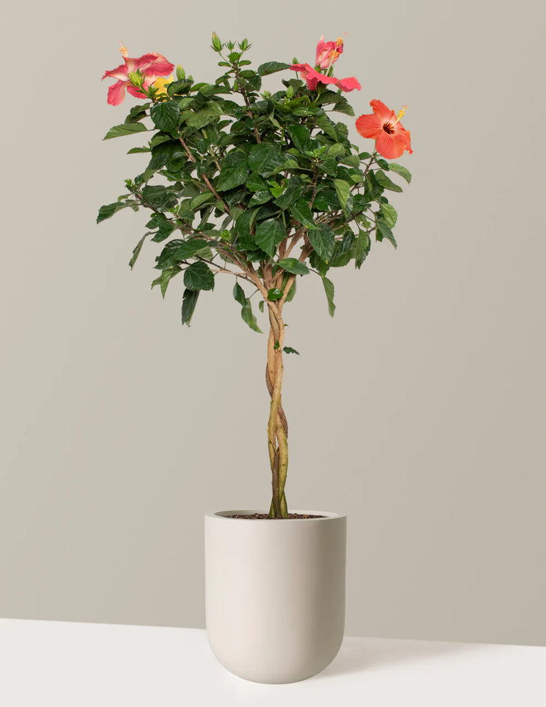 Large Braided Hibiscus