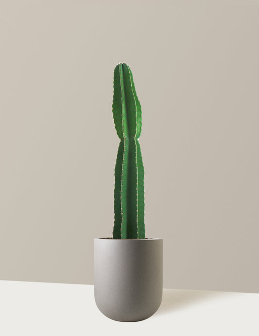 Large Peruvian Apple Cactus