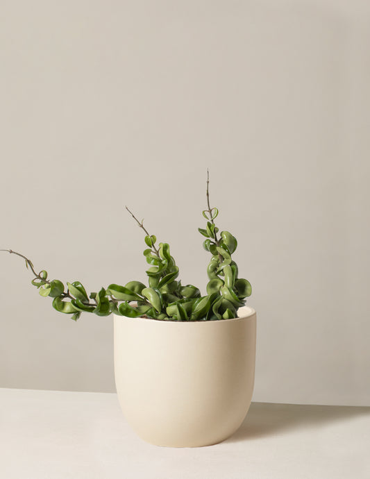 Hoya 'Rope'