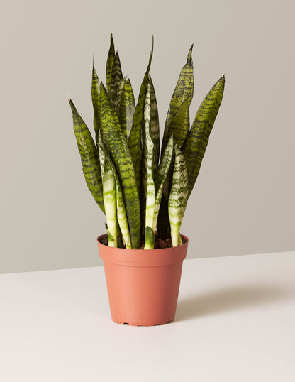Snake Plant Zeylanica