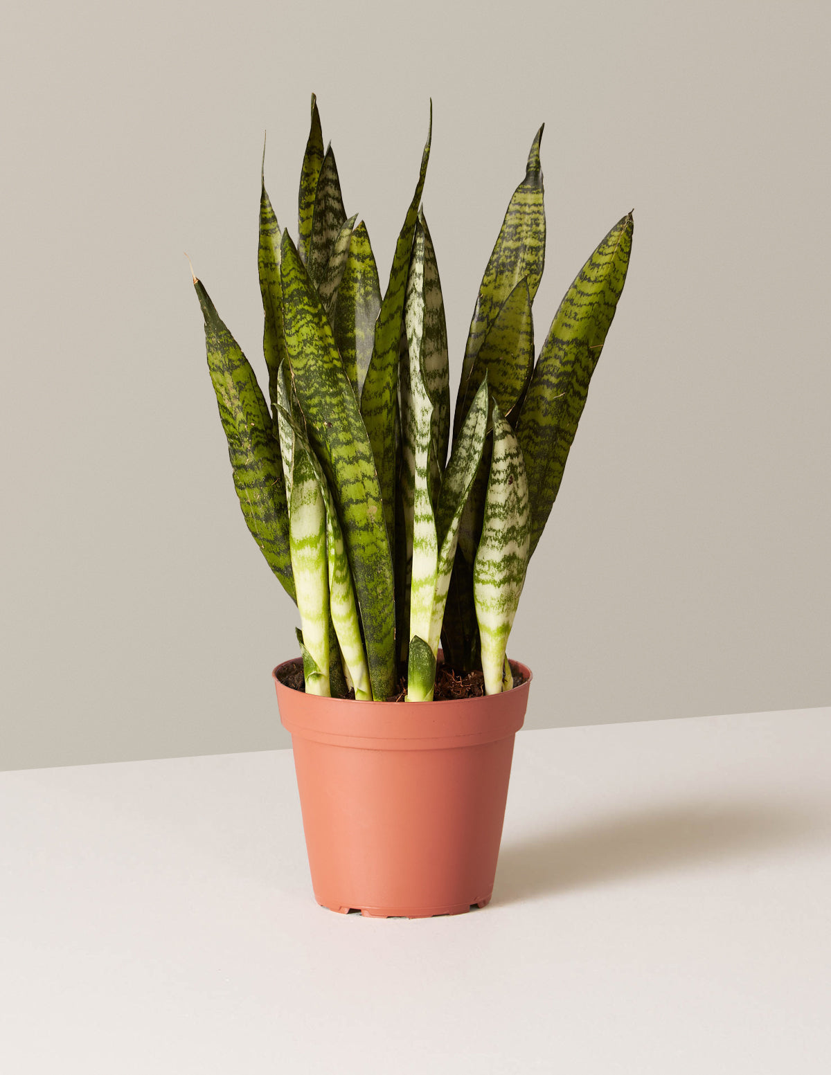 Snake Plant Zeylanica