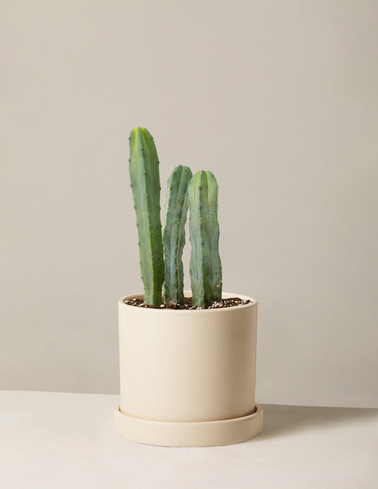 Blue Candle Cactus