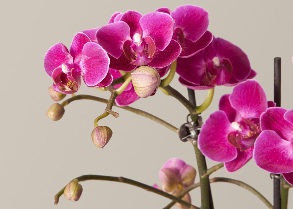 Dark Purple Orchid