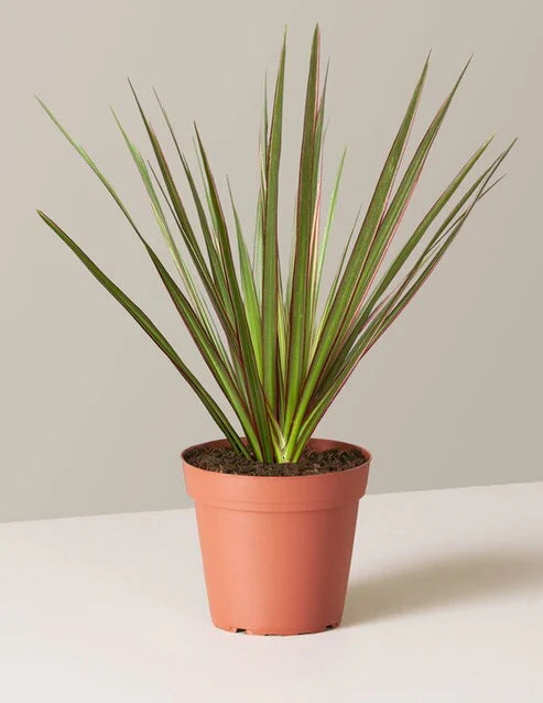 Dracaena Marginata Tricolor Cane