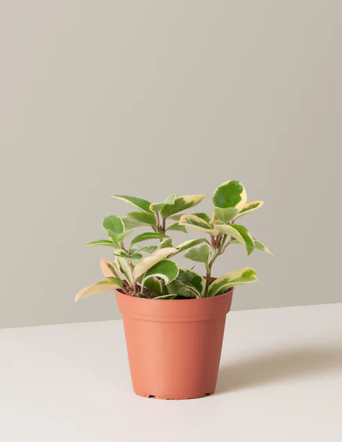 Hoya Carnosa ‘Tricolor’