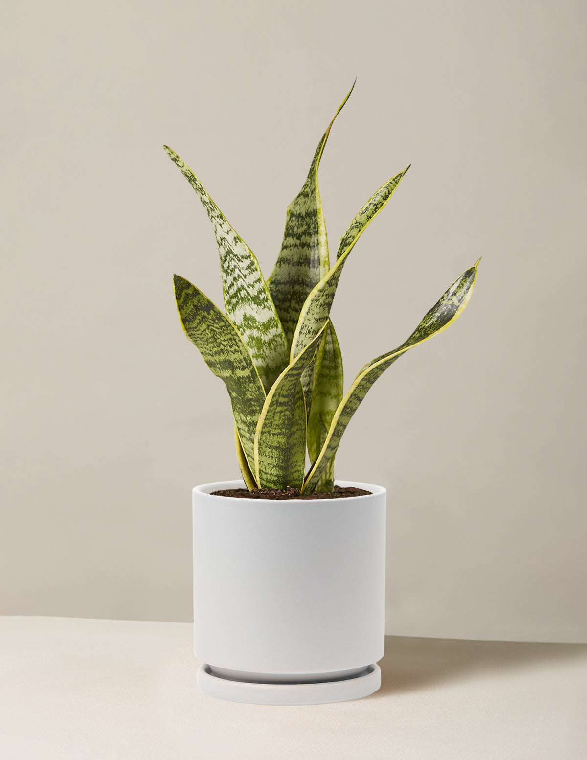 Snake Plant Laurentii