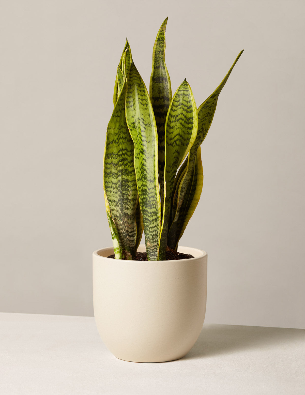 Snake Plant Laurentii