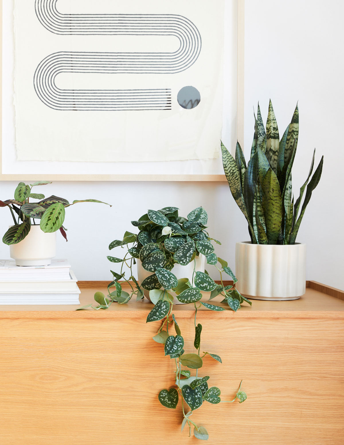 Snake Plant Zeylanica