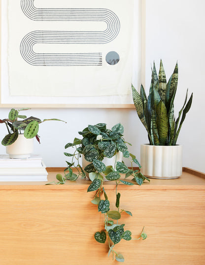 Snake Plant Zeylanica