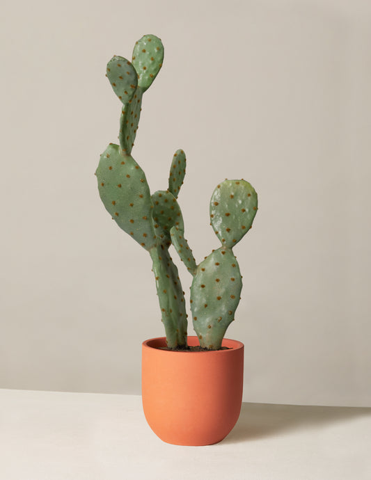 Faux Cactus