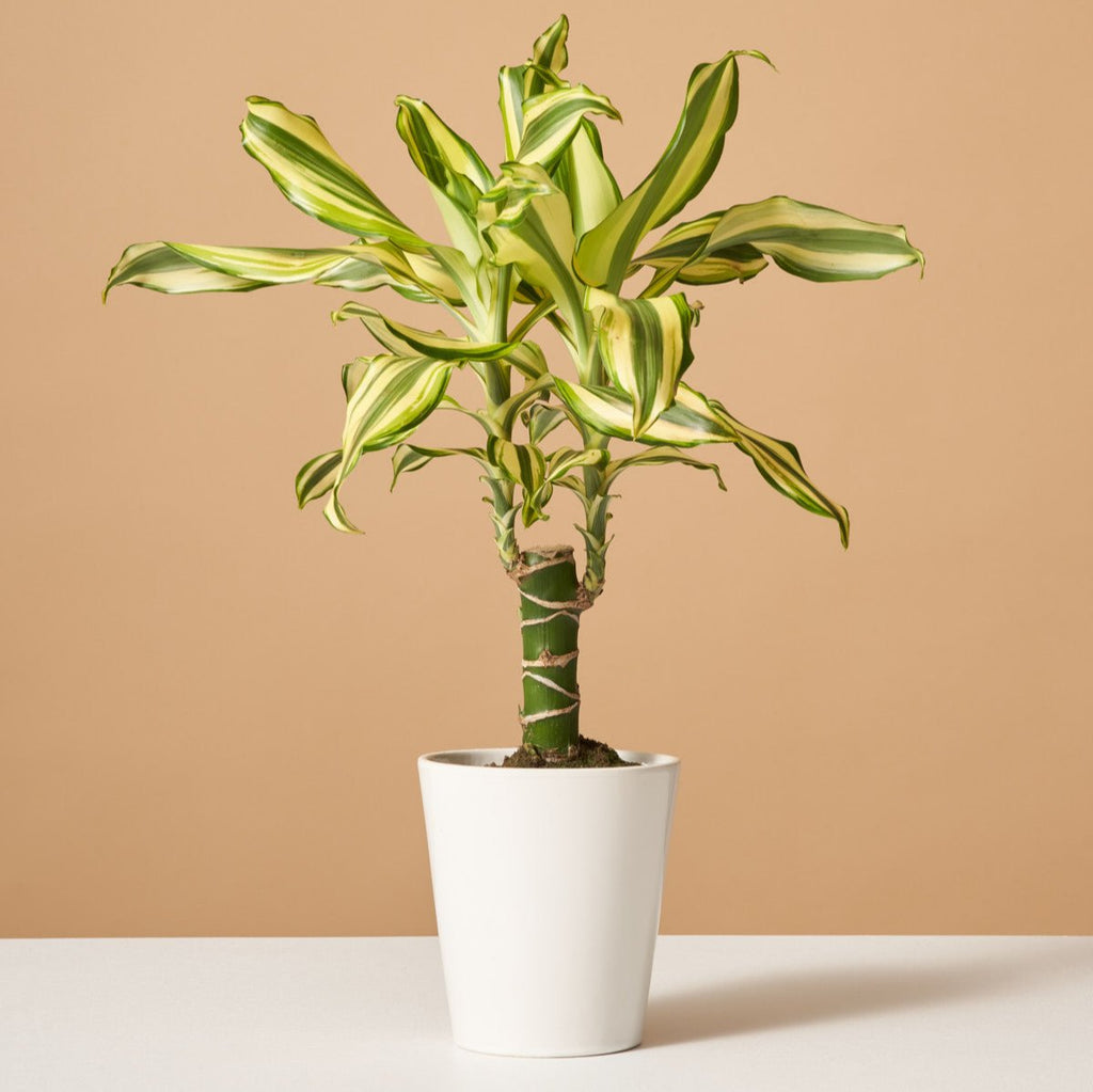 Dracaena Fragrans ‘Sol’
