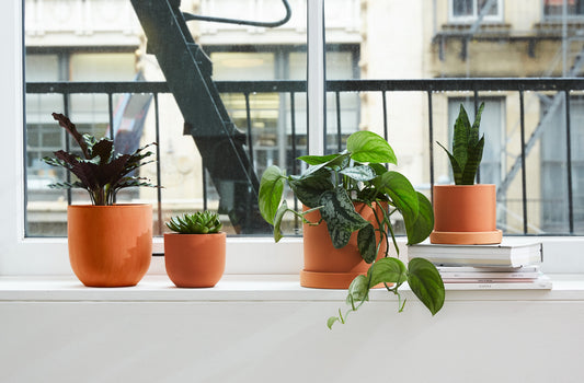 Our Top 10 Plant Care Tips