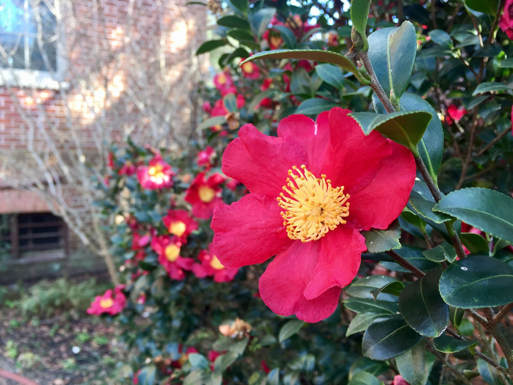 Camellia