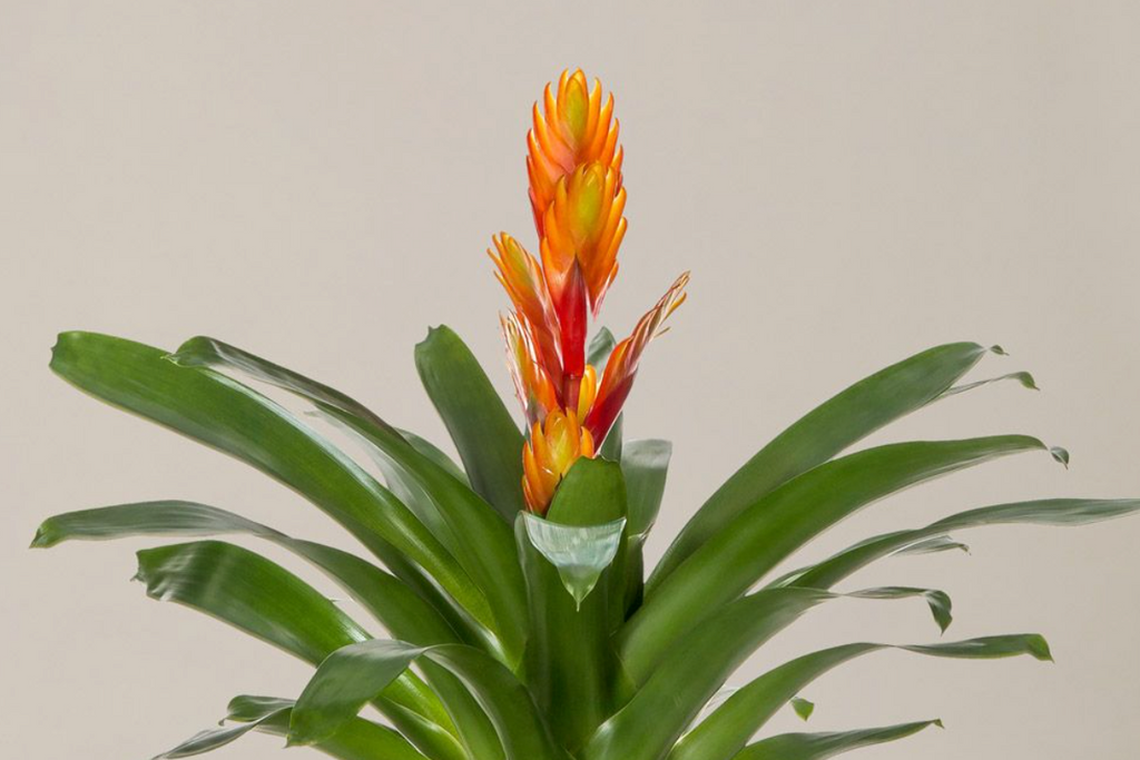 Bromeliad Vriesea Intenso Orange