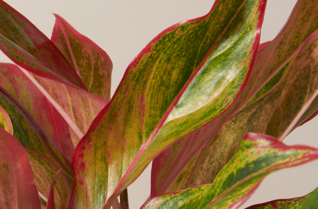 Aglaonema