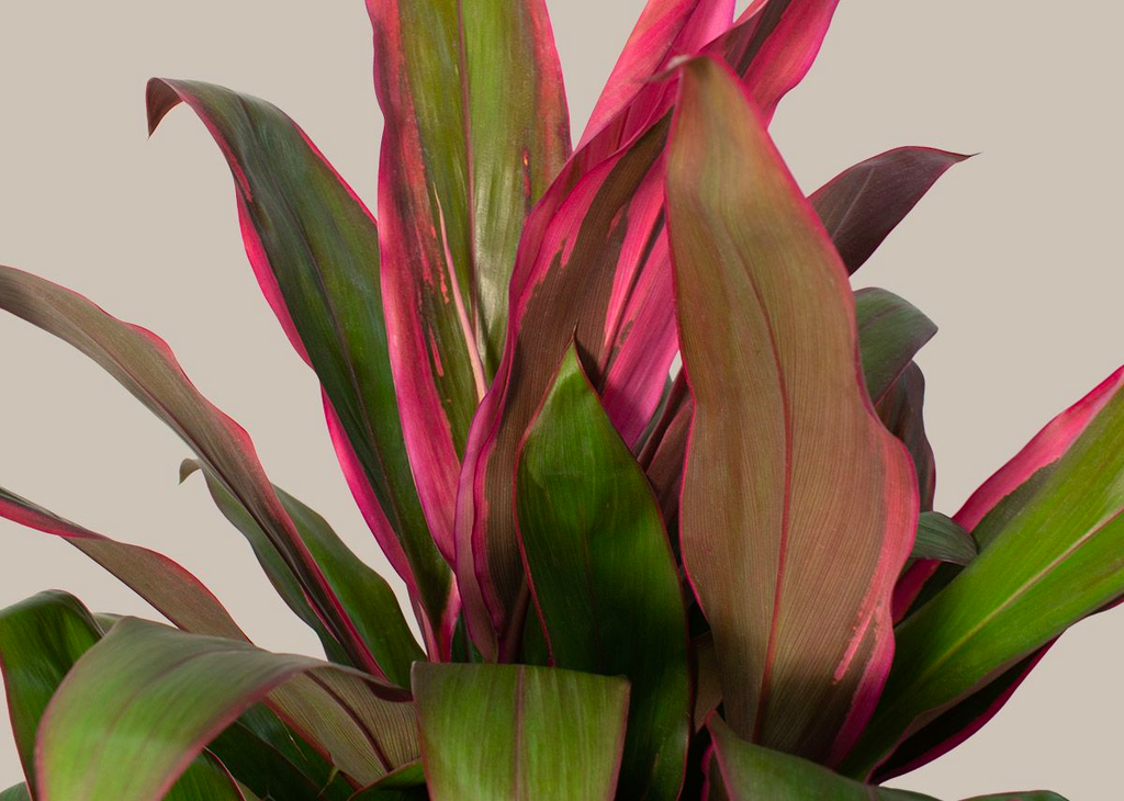 Cordyline Maria
