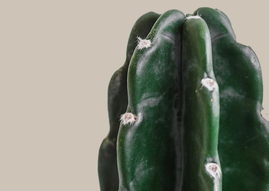 Cuddly Cactus