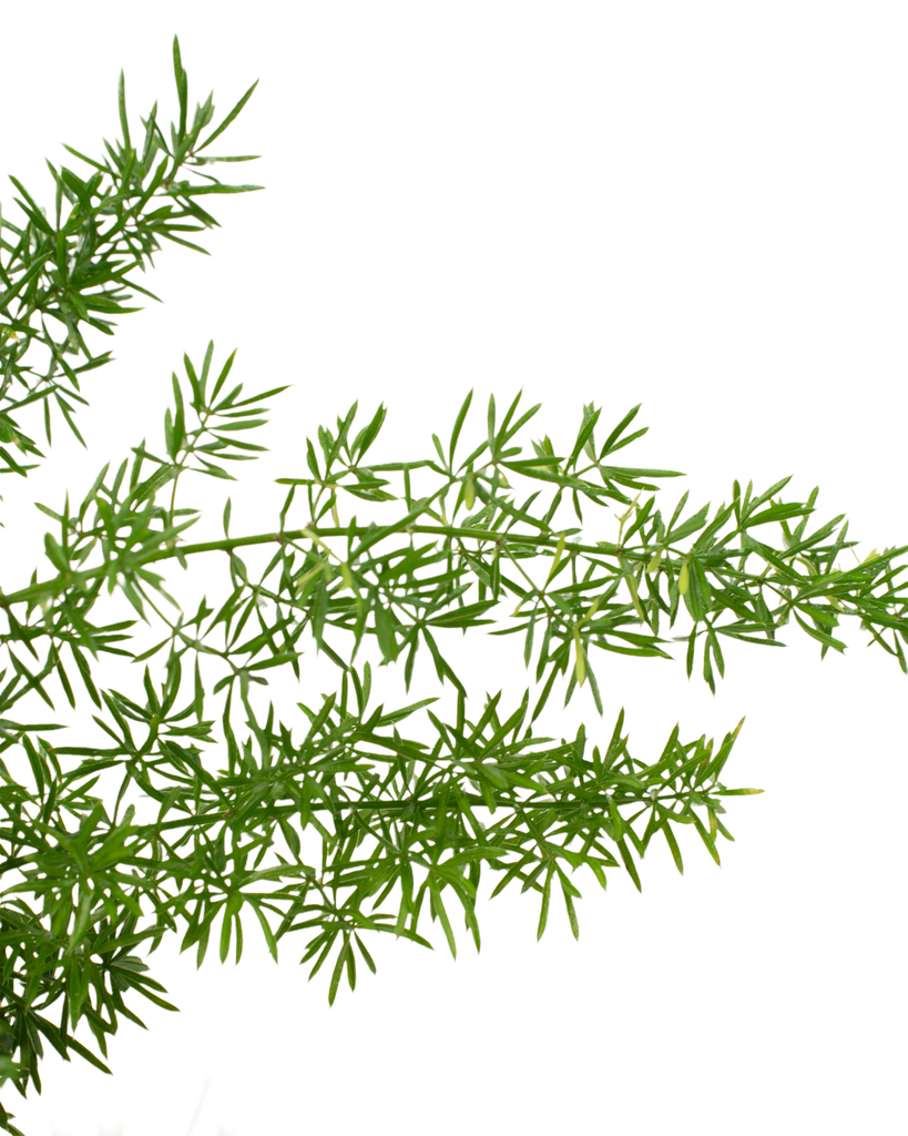 Foxtail Fern